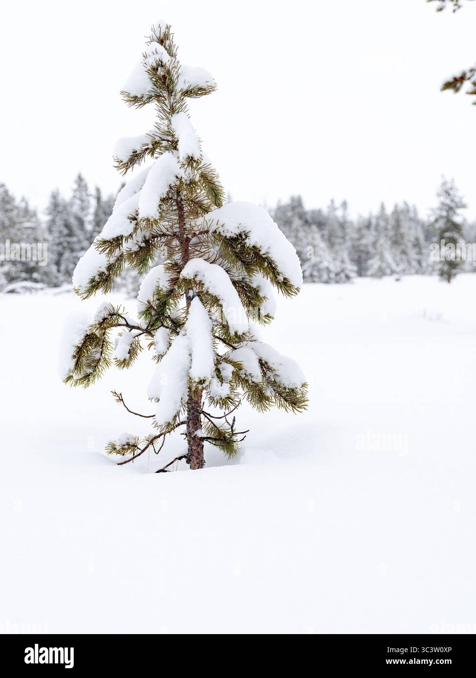 Pino solitario in una terra delle meraviglie d'inverno Foto Stock