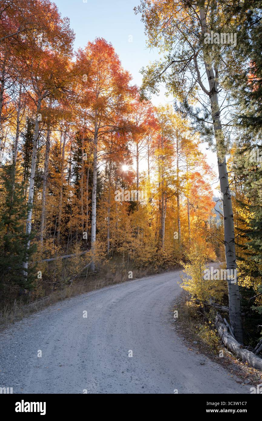 Foresta di Aspen autunnale con strada sterrata Foto Stock