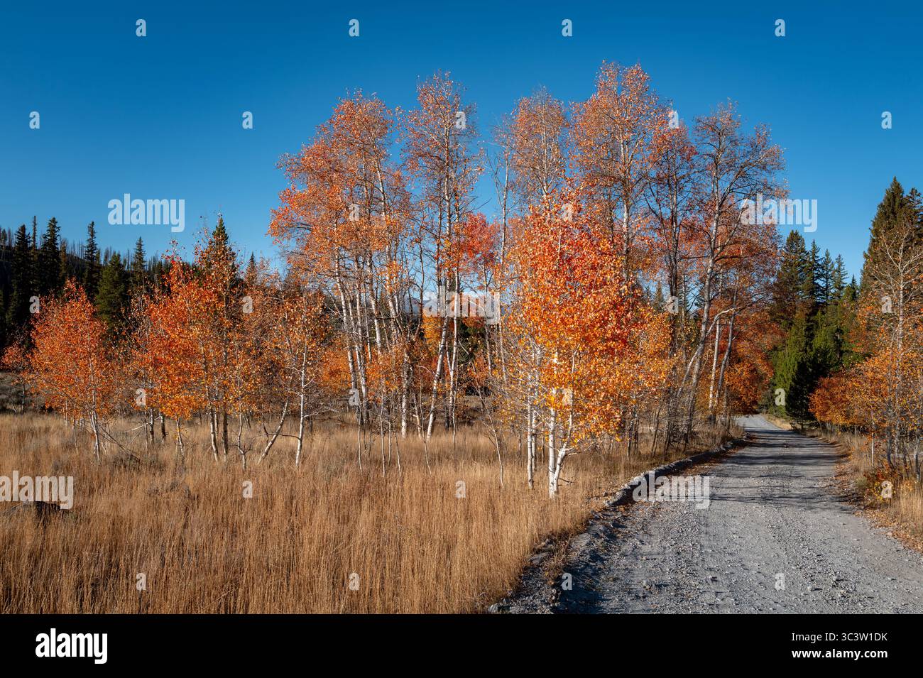 Foresta di Aspen in autunno con una strada tortuosa Foto Stock