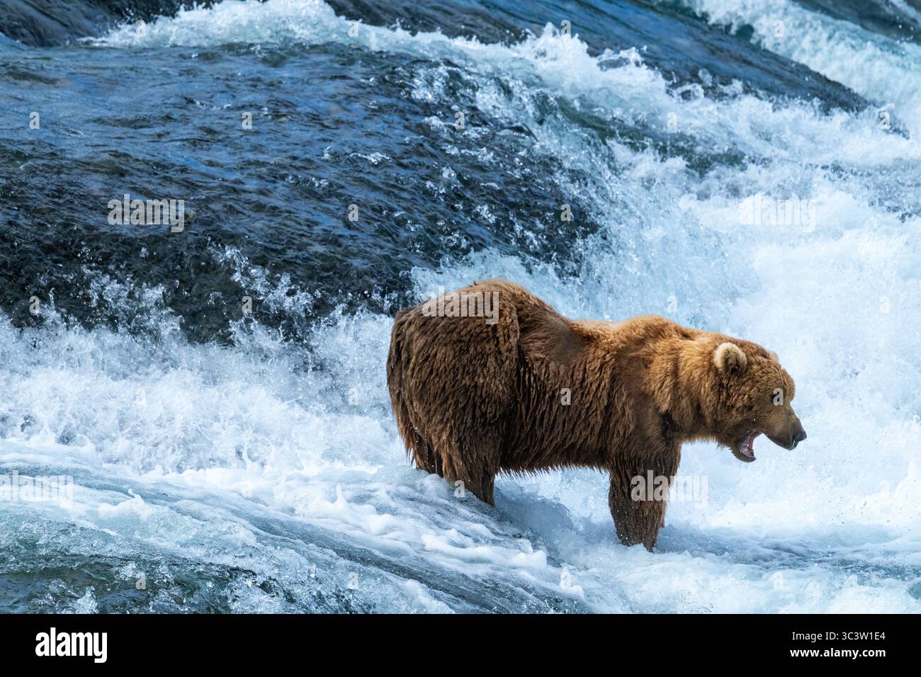 Orso selvatico in una cascata per la pesca del salmone Foto Stock