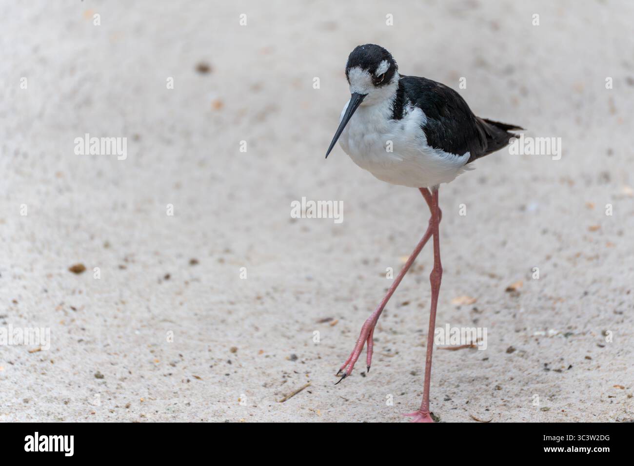 Uno Stilt con ali nere (Himantopus himantopus) con gambe rosa che camminano su un terreno sabbioso. Il sorprendente contrasto tra bianco e nero caratterizza il piumaggio. Foto Stock
