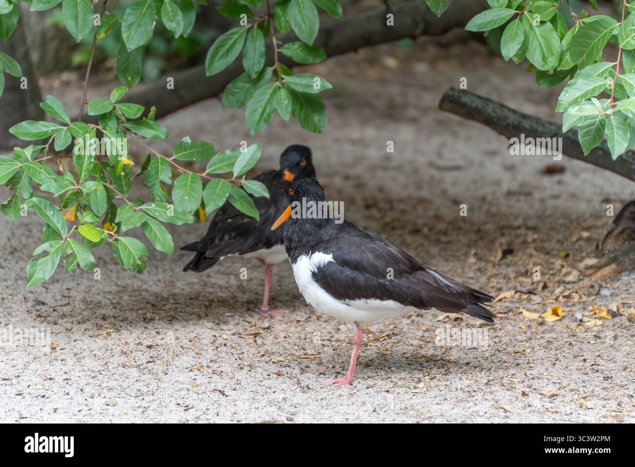 Due Oystercatcher eurasiatici (Haematopus ostralegus) si trovano sotto rami a foglia. I becchi arancioni e le gambe rosa si distinguono per il nero e il bianco Foto Stock