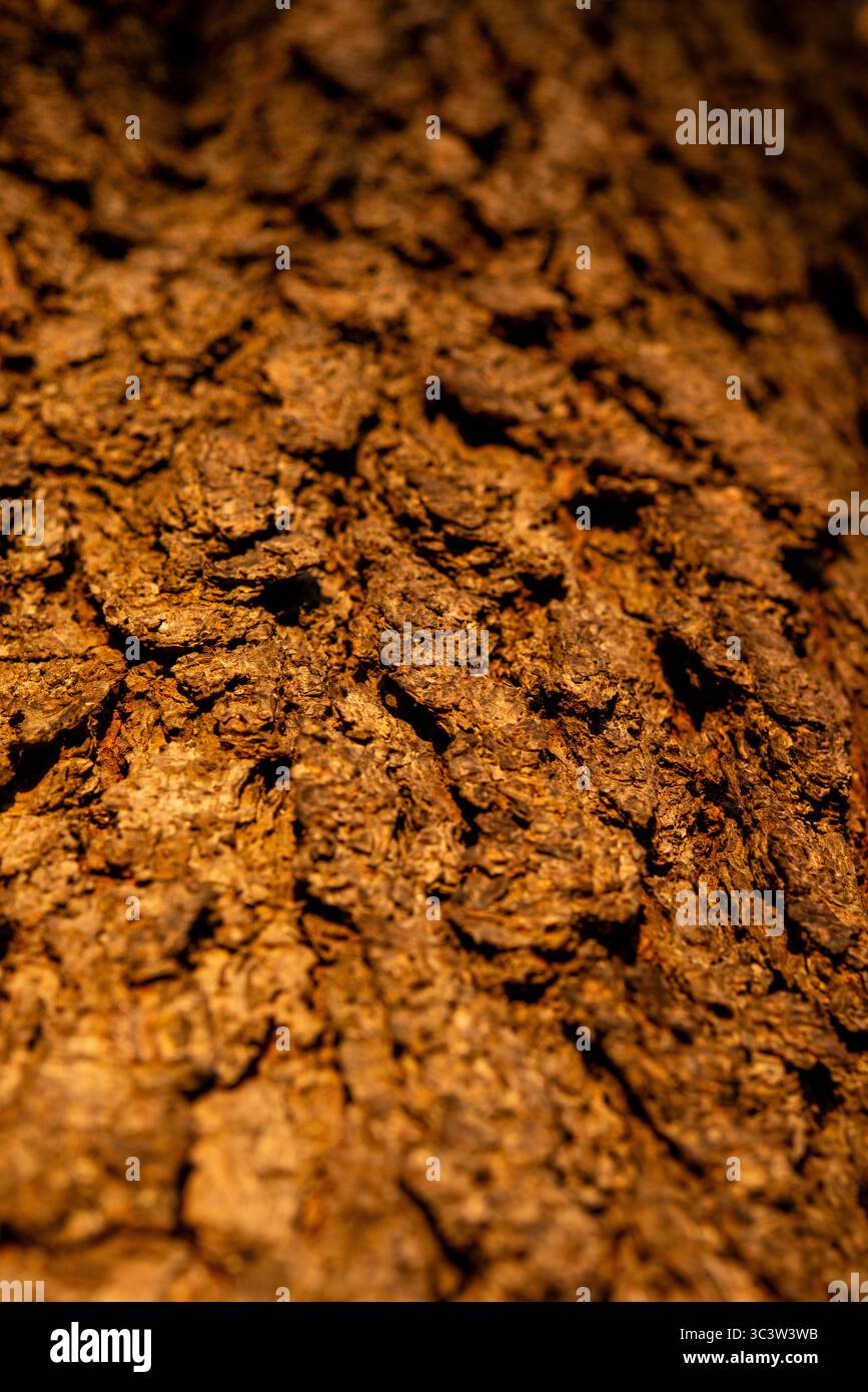 Corteccia di quercia alla luce del mattino Foto Stock