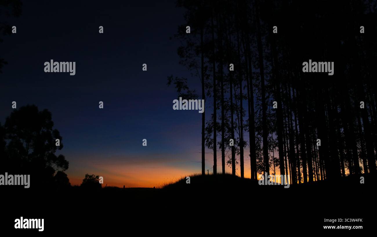 Paesaggio al tramonto con sagome di alberi alti e un cielo sfumato in sfumature di blu e arancione, creando una tranquilla scena naturale. Foto Stock