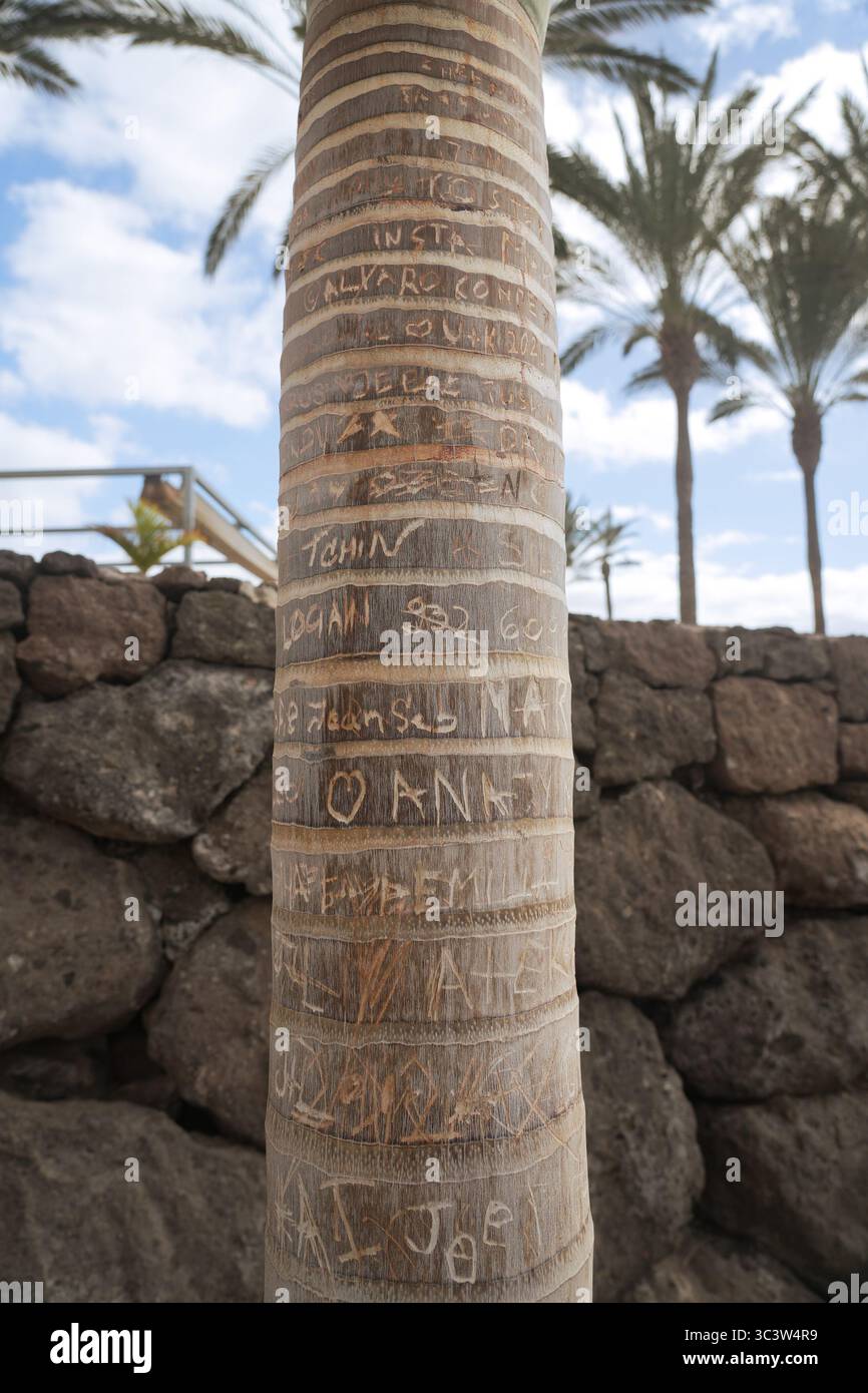 Tronco di palma con incisioni di nomi turistici, tra cui un cuore come segno di amore eterno. Bel cielo e altre palme sullo sfondo. Foto Stock