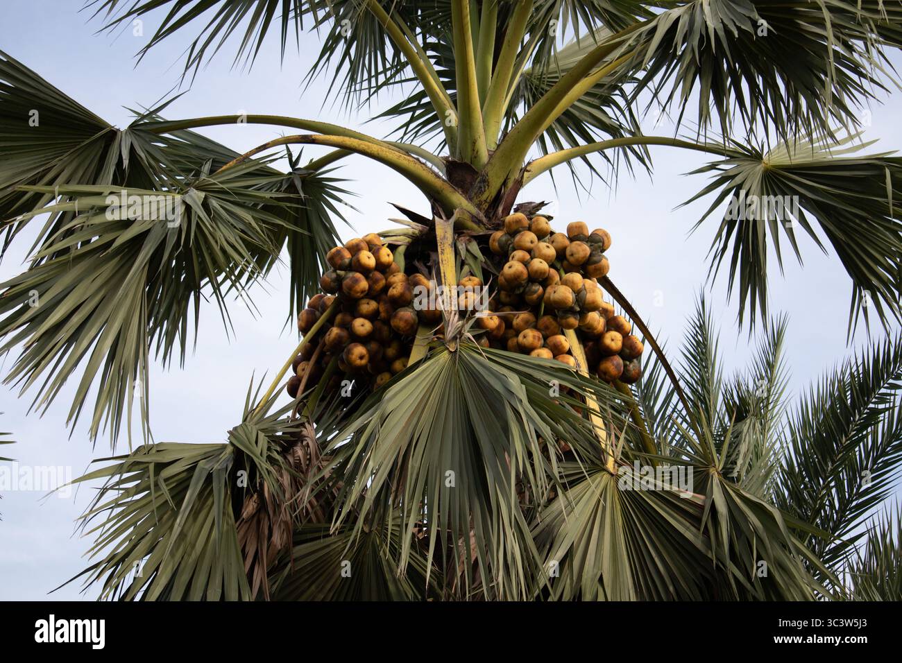 Vista del cielo blu con alte palme in campagna Foto Stock