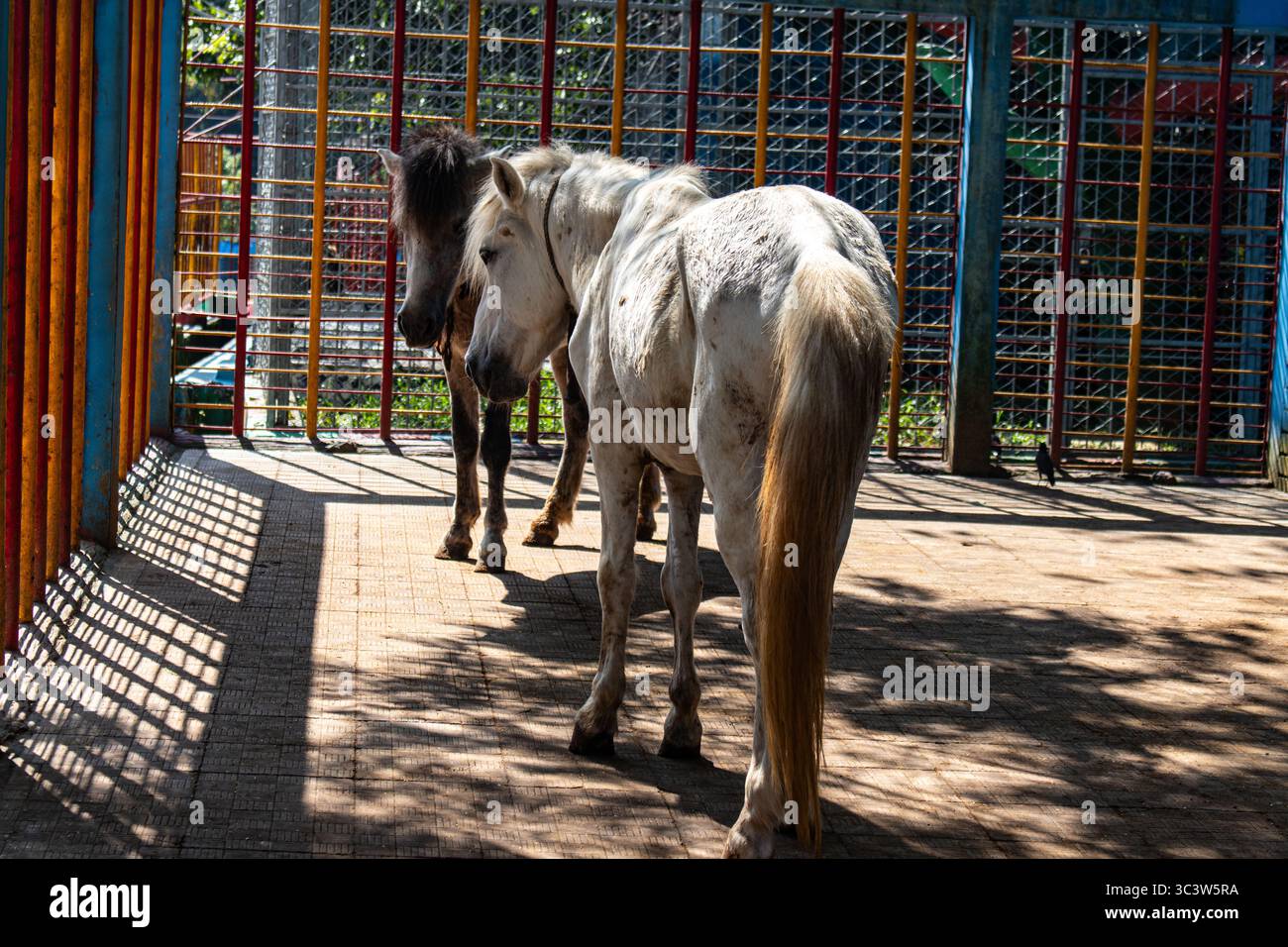 Cavalli bianchi e marroni che riposano all'interno della gabbia dello zoo Foto Stock