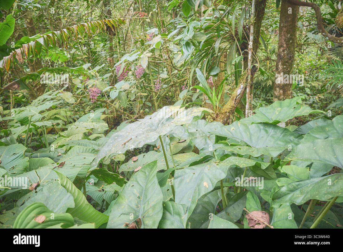 Vegetazione diversificata nella foresta pluviale del Borneo, Sabah, Malesia. Foto Stock