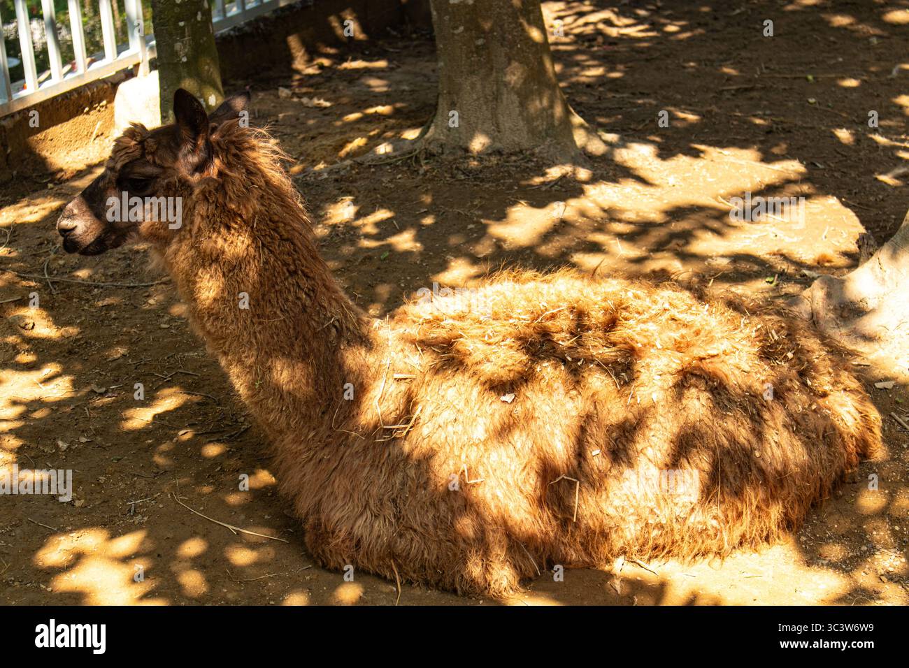 Bel lama seduto con lana spessa nel campo dello zoo Foto Stock
