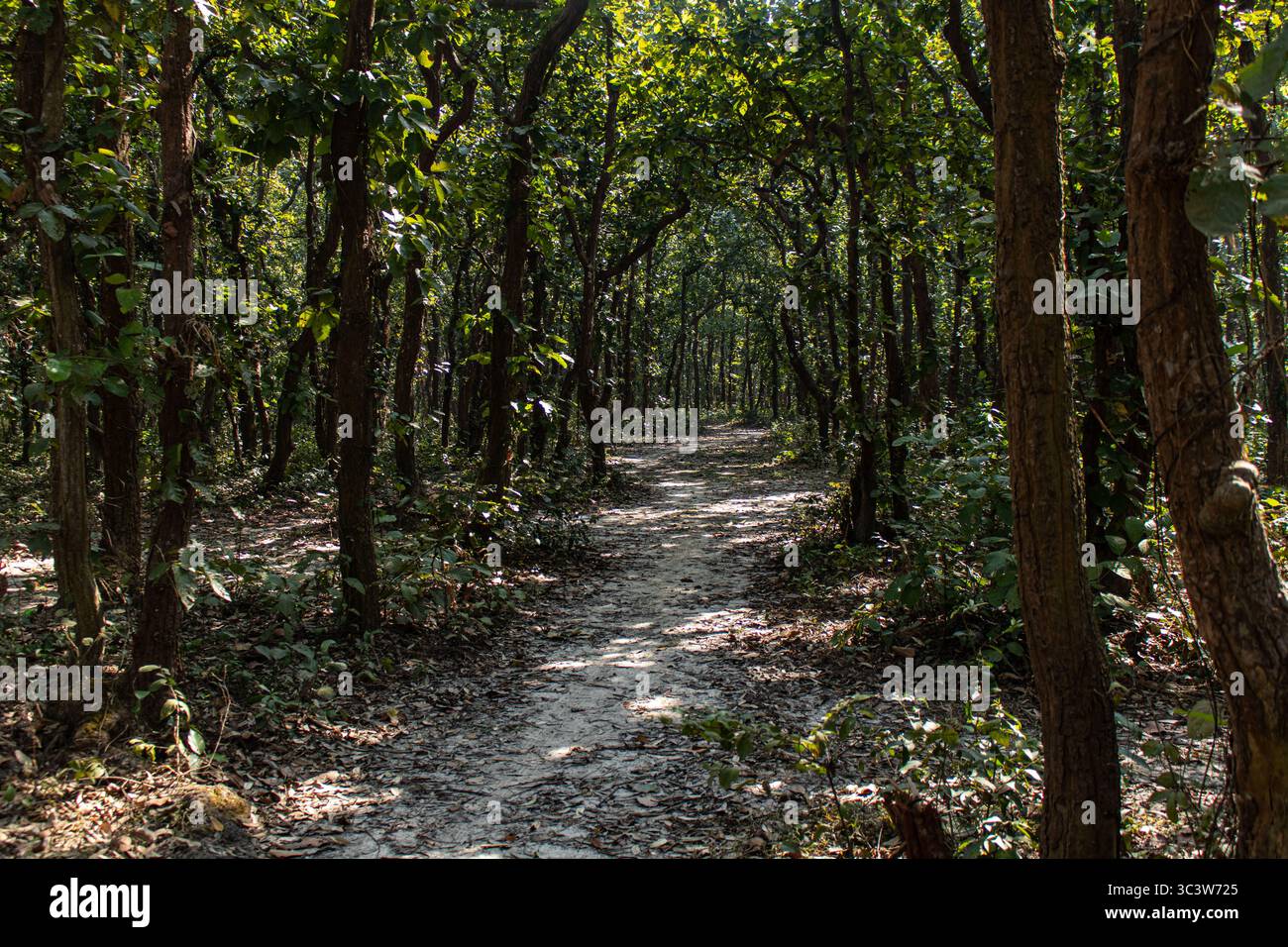 Scopri la bellezza naturale del Parco Nazionale di Bhawal Foto Stock