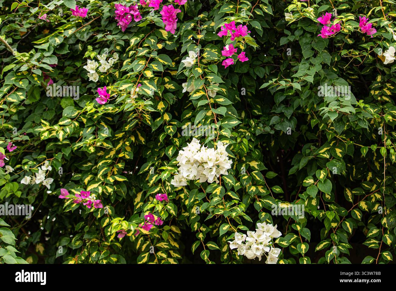 Cespuglio di fiori bicolore in piena fioritura Foto Stock