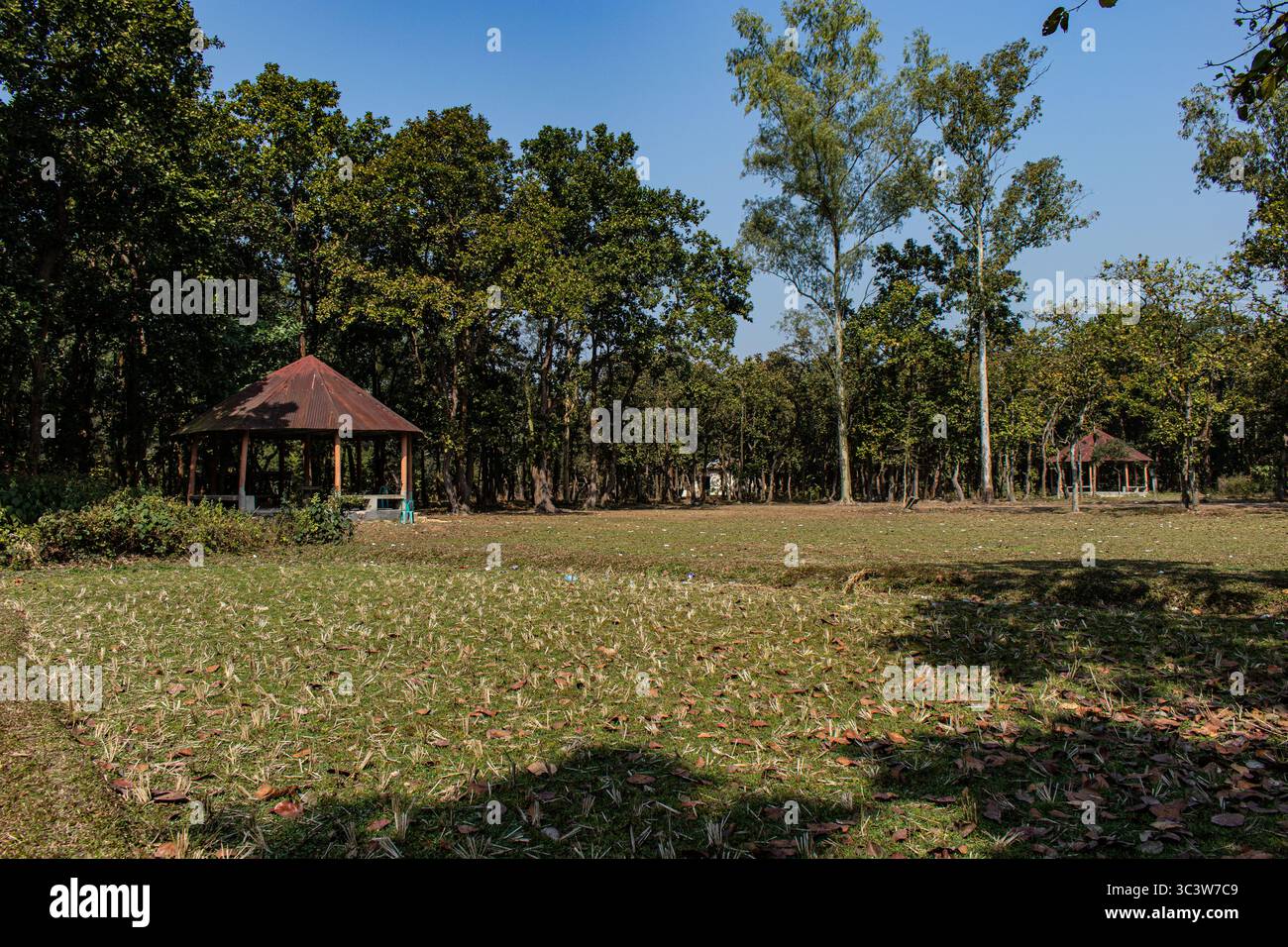 Esplora la tranquilla foresta del Parco Nazionale di Bhawal Foto Stock