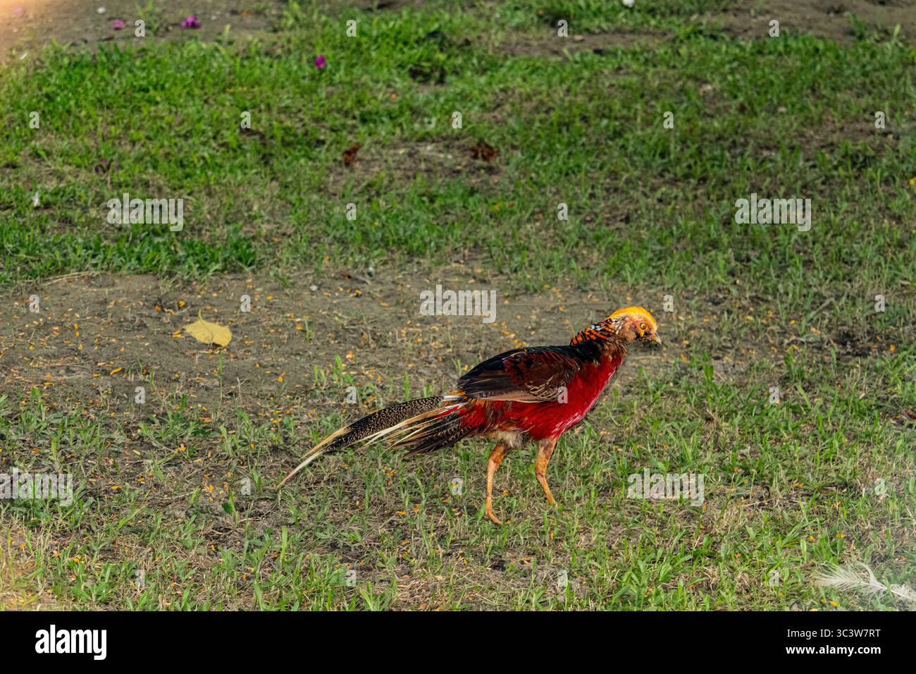 Fagiano dorato con piume rosse che camminano liberamente nello zoo Foto Stock