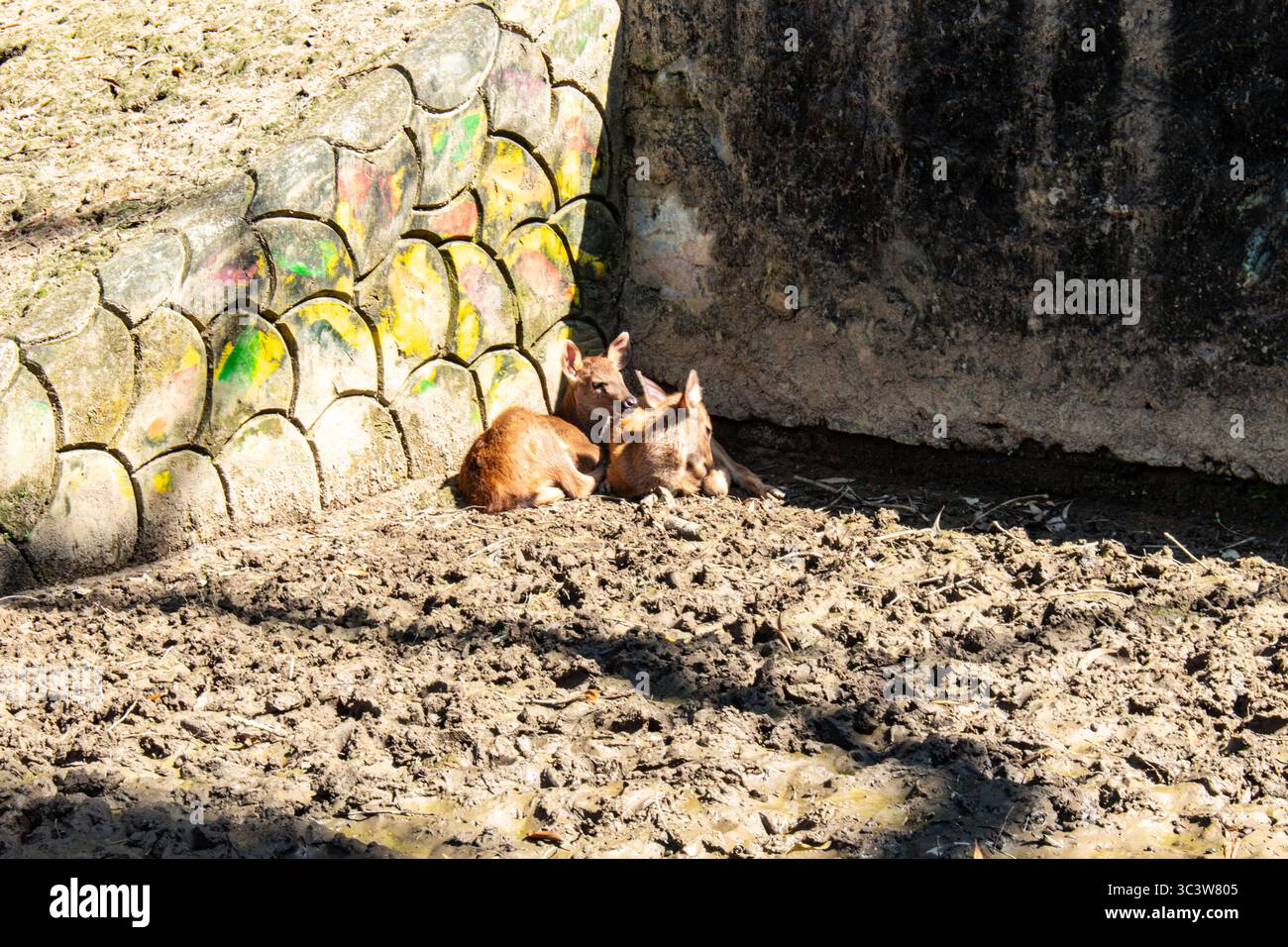 Gruppo di piccoli cervi Sambar seduti insieme allo zoo Foto Stock