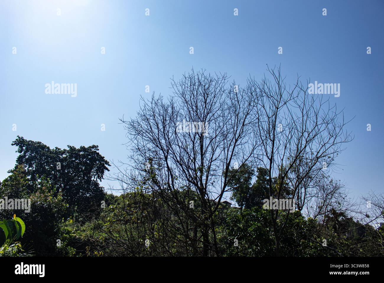 Paesaggio collinare con alberi freschi e dintorni sereni Foto Stock