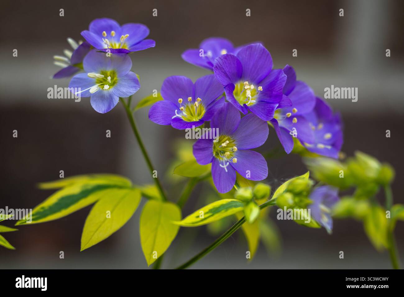 Polemonium Blue Pearl Jacob's Ladder Foto Stock