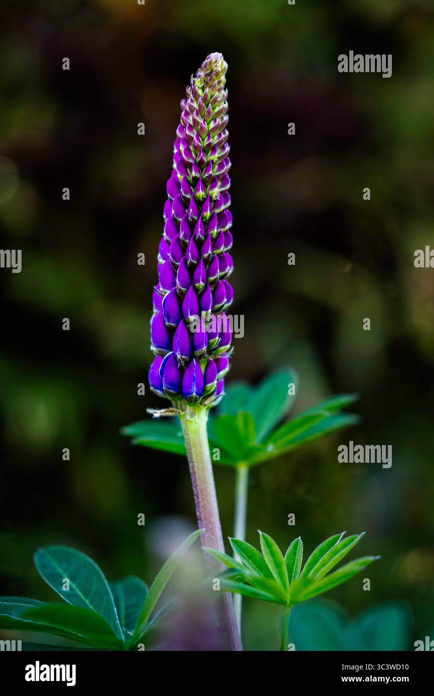 Bellissimo fiore di lupino viola in un giardino all'inglese. Foto Stock