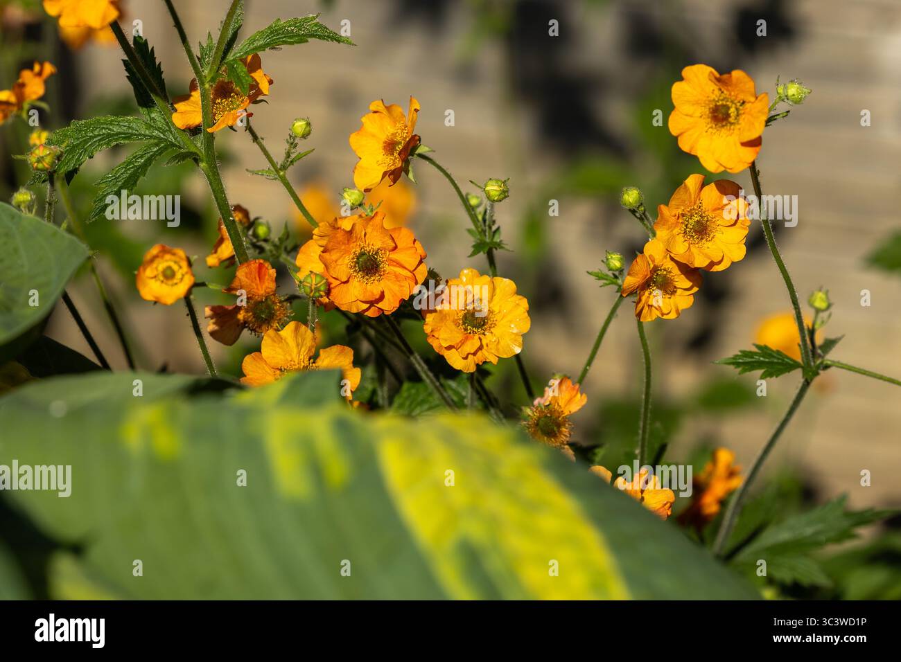 Geum "Totalmente Tangerine' Foto Stock