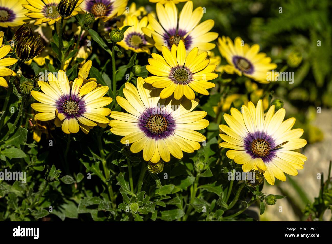 Bella mostra di Osteospermum giallo. Foto Stock