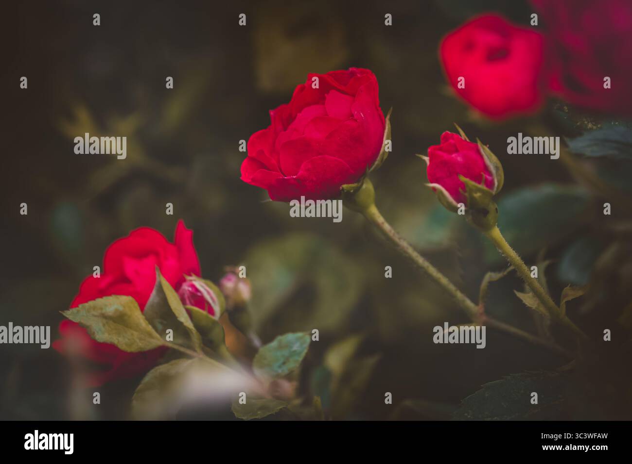 Rose in giardino su sfondo sfocato in una soleggiata giornata di luglio. Ora legale . Foto Stock