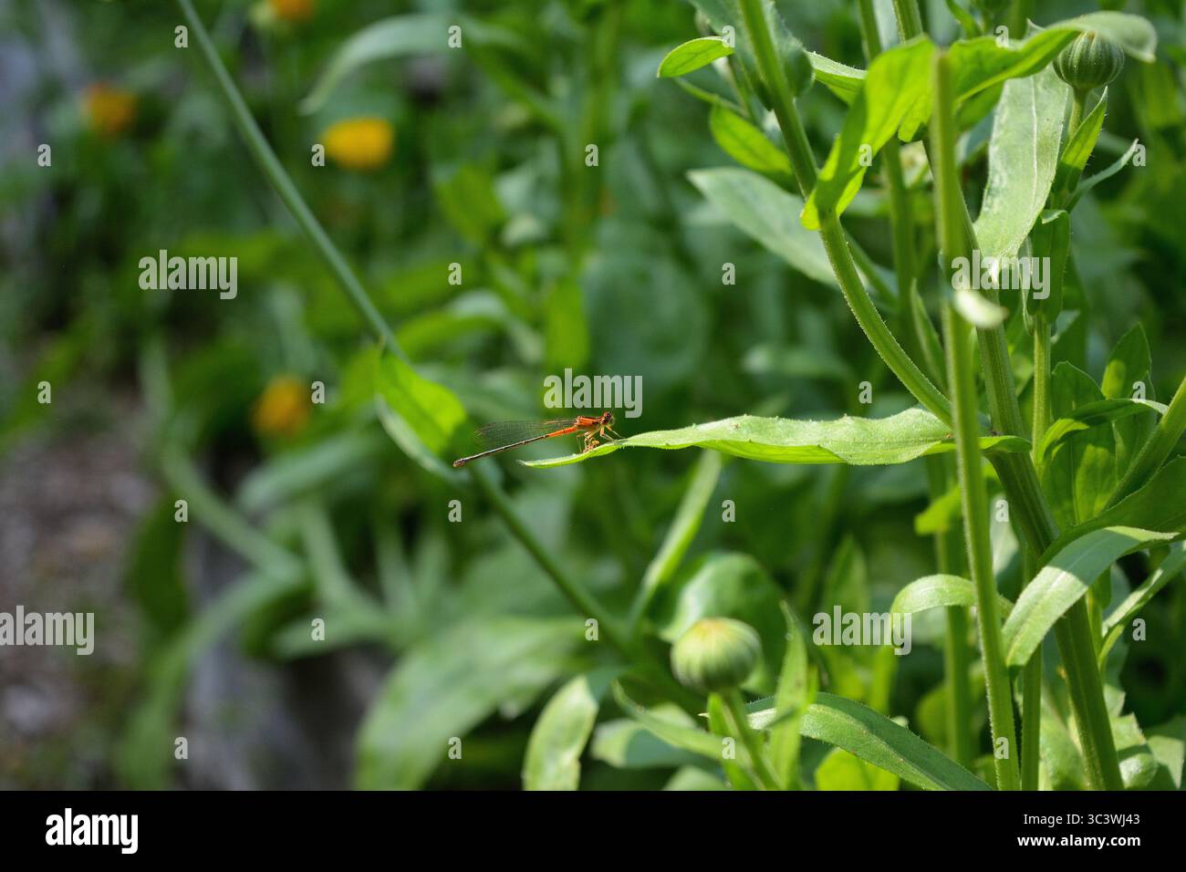 Primo piano di una delicata damselfly rossa e marrone appoggiata su una foglia verde. Un macro shot che mostra la bellezza dei piccoli insetti nel loro habitat naturale. Foto Stock