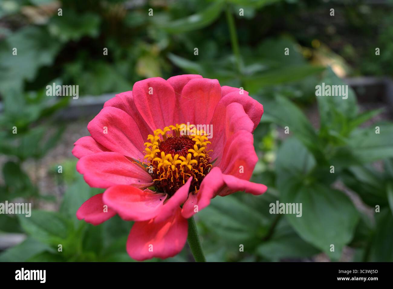 Primo piano del fiore rosa Zinnia luminoso in giardino Foto Stock