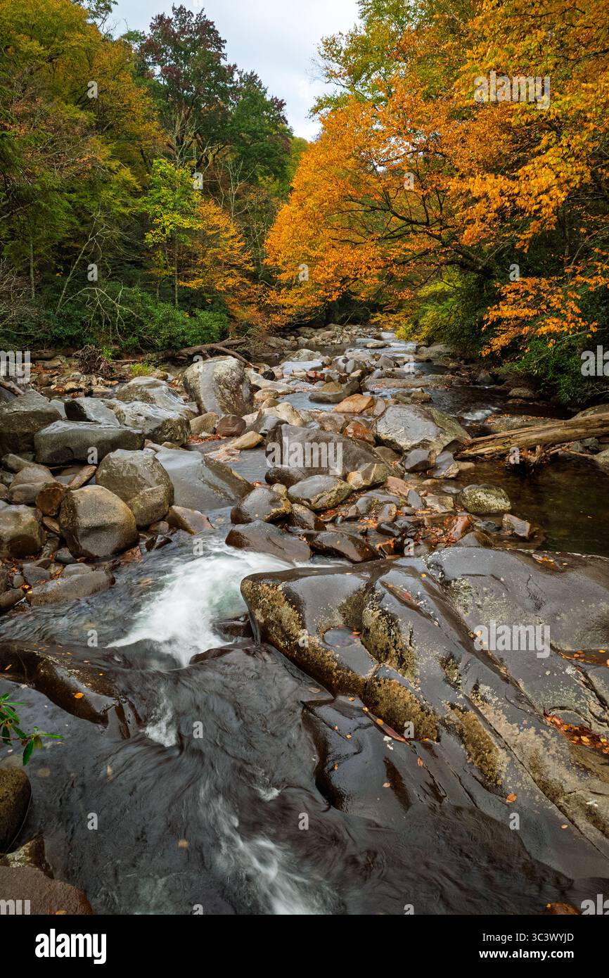 Una limpida cascata fluviale sulle rocce tra i brillanti colori autunnali del Parco Nazionale delle Great Smoky Mountains. Foto Stock