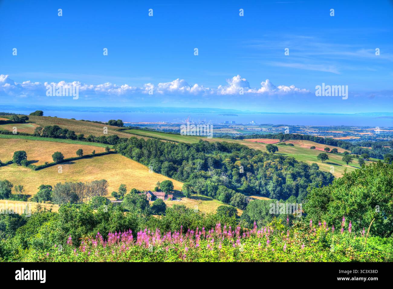 Hinkley Point e la campagna del Somerset dalle colline di Quantock luminose e colorate con fiori rosa in primo piano Foto Stock
