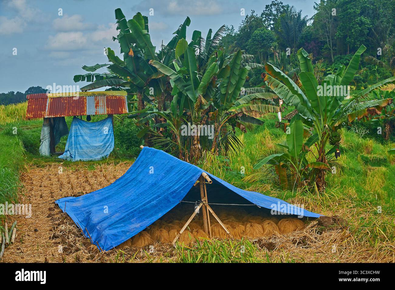 Terrazze di riso Jatiluwih, patrimonio dell'umanità dell'UNESCO, sull'isola indonesiana di Bali Foto Stock