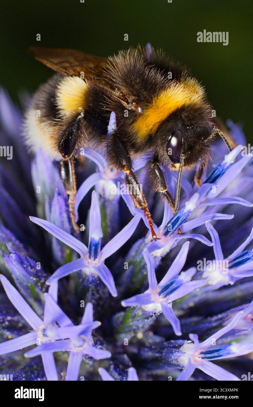 l'ape cercatrice Foto Stock