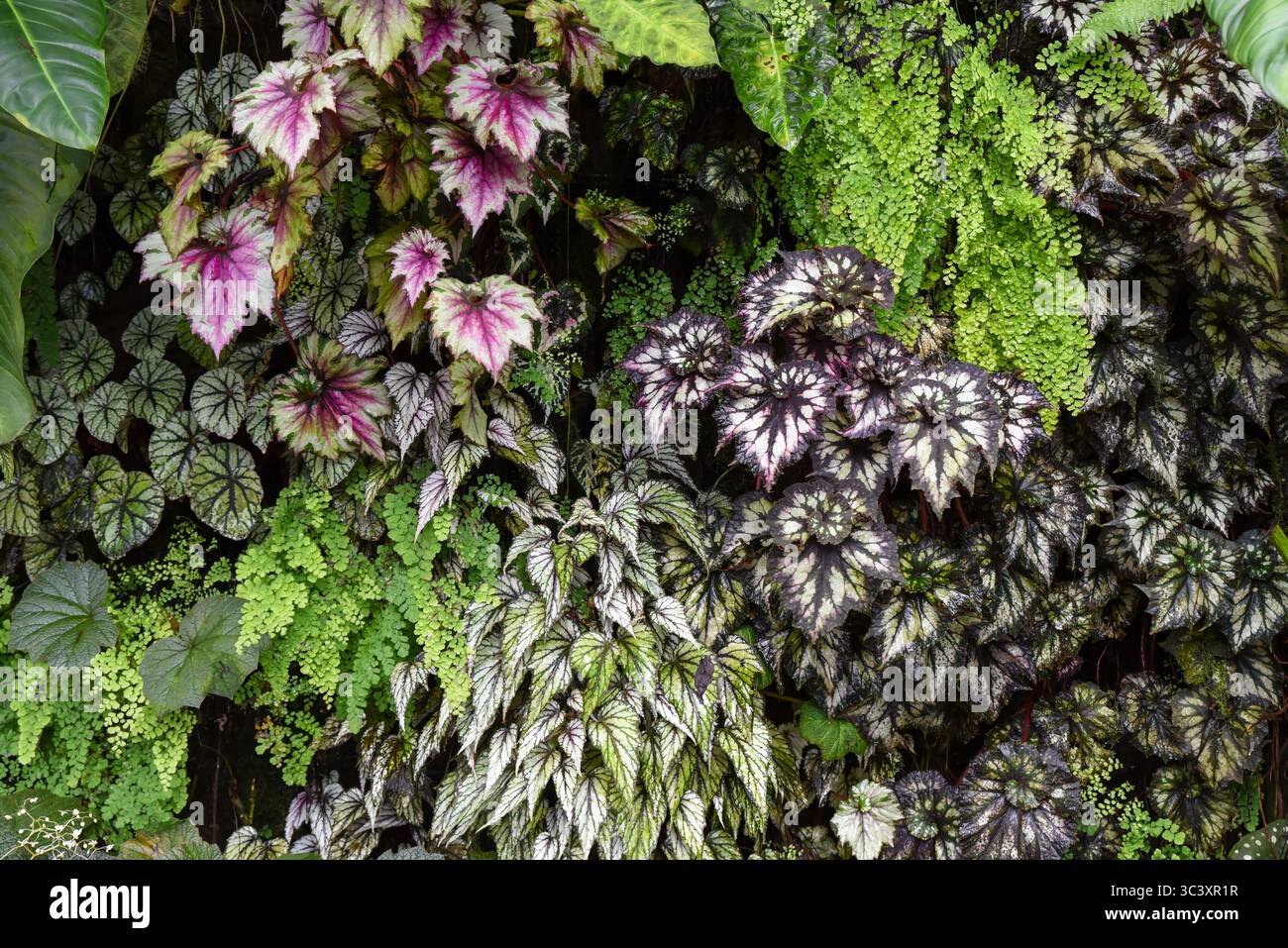 Una vibrante disposizione di foglie di Begonia rex in varie sfumature di rosa, argento e verde mescolate con felci crea una ricca esposizione di foglie tropicali. Foto Stock