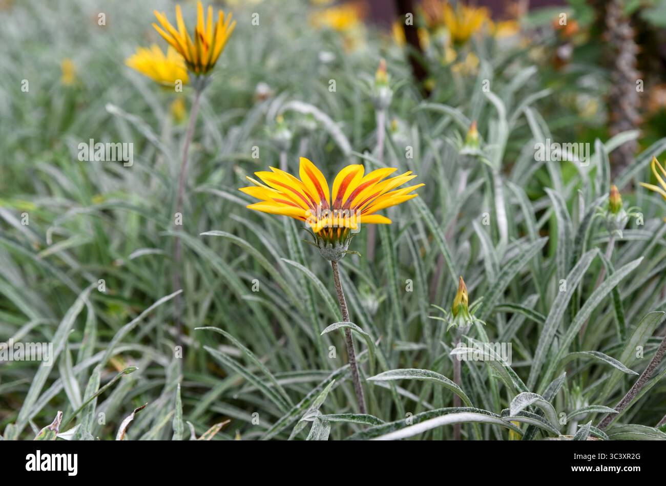 Fiore di Gazania giallo brillante e rosso che fiorisce tra foglie verde-argento. Pianta resistente alla siccità con suggestivi petali simili a margherite in un labbro naturale all'aperto Foto Stock