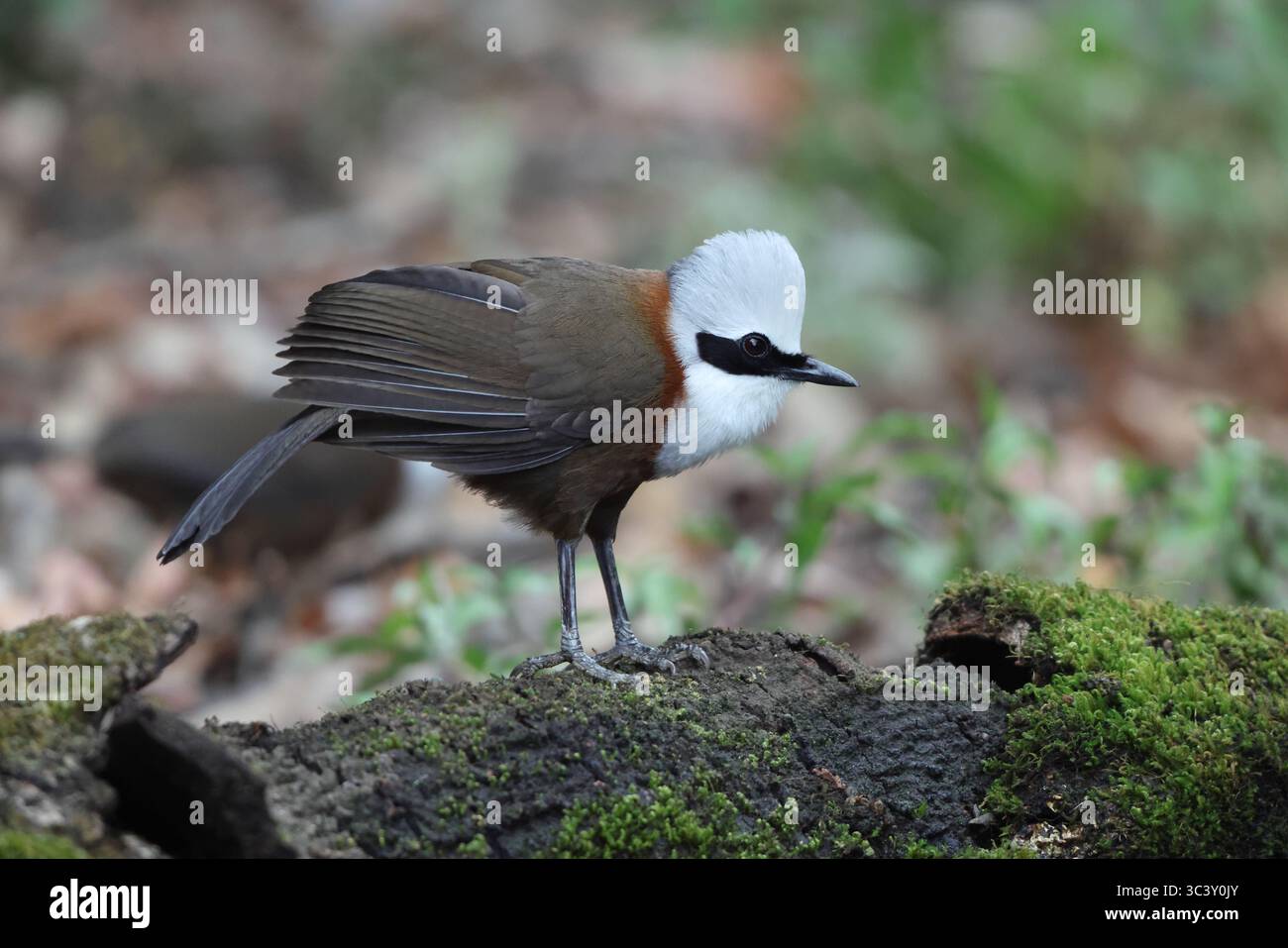 Il laughingthrush con cresta bianca (Garrulax leucolophus leucolophus) è un membro della famiglia Leiothrichidae. Questa foto è stata scattata in India. Foto Stock