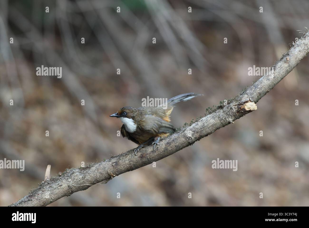 Il laughingthrush dalla gola bianca (Pterorhinus albogularis) è una specie di uccello passerino della famiglia Leiothrichidae. Questa foto è stata scattata in India Foto Stock