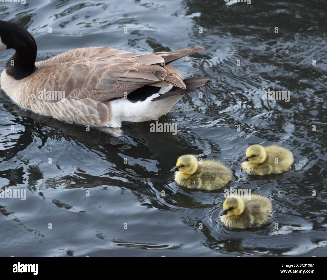 Un'oca e tre imbracature nel lago Merritt il 13 maggio 2022. Foto Stock