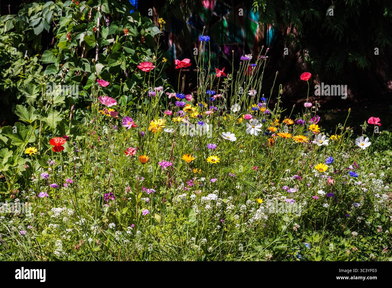 Una colorata macchia di fiori selvatici al sole a Roberts Creek, British Columbia, Canada. Foto Stock