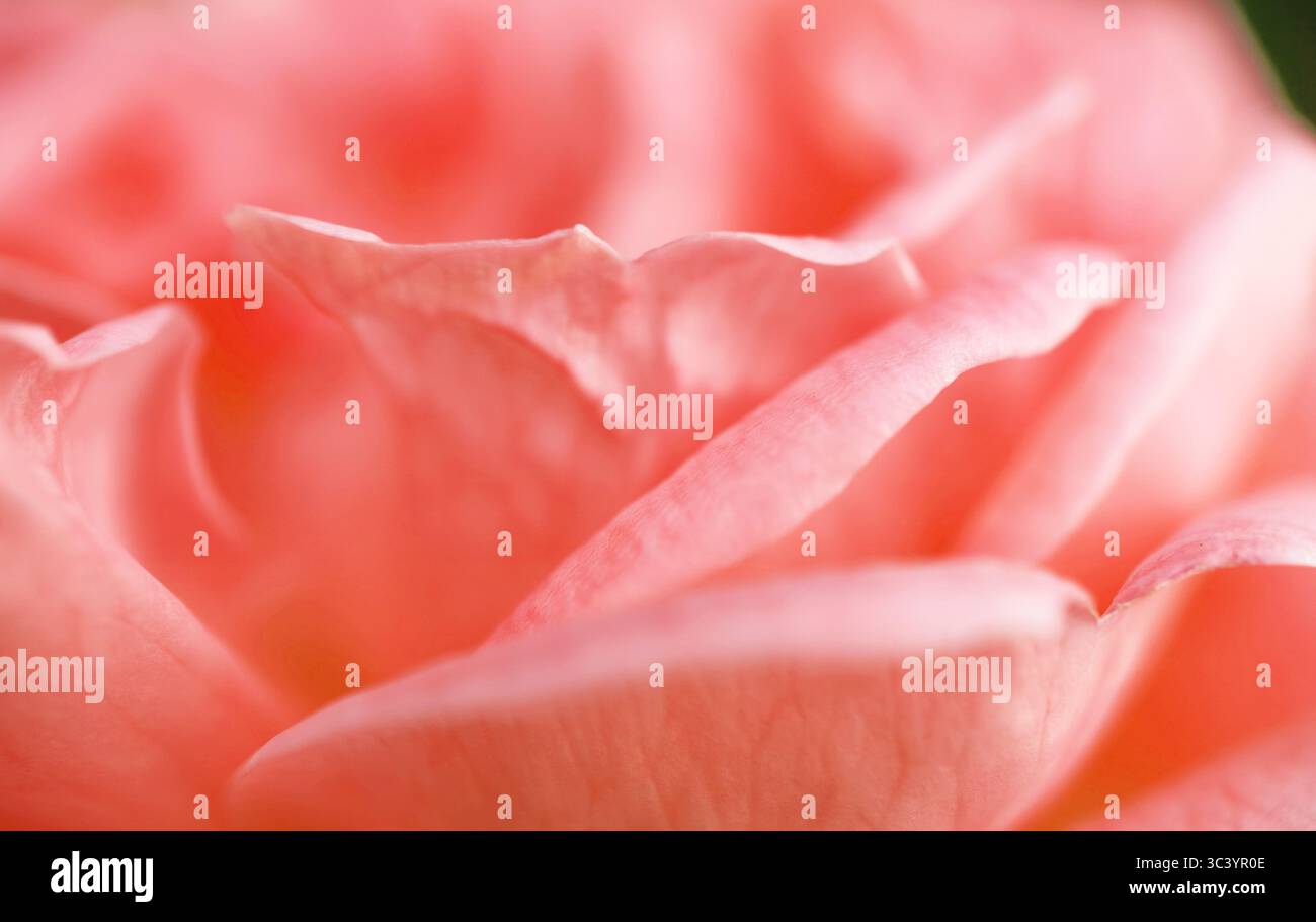Primo piano dei petali di rosa rosa color corallo pastello in fiore Foto Stock