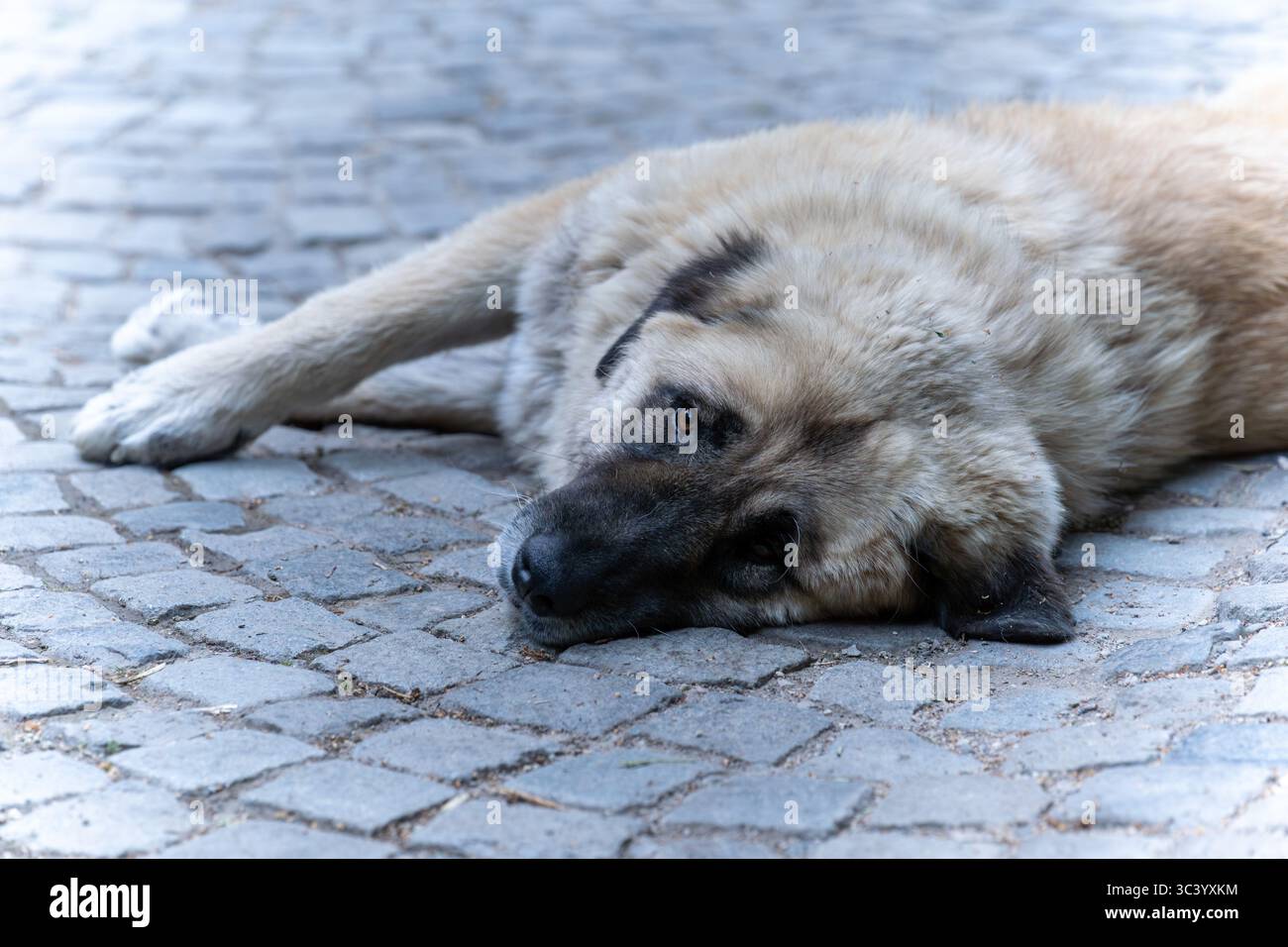 Ritratto ravvicinato di un cane randagio su ciottoli Foto Stock