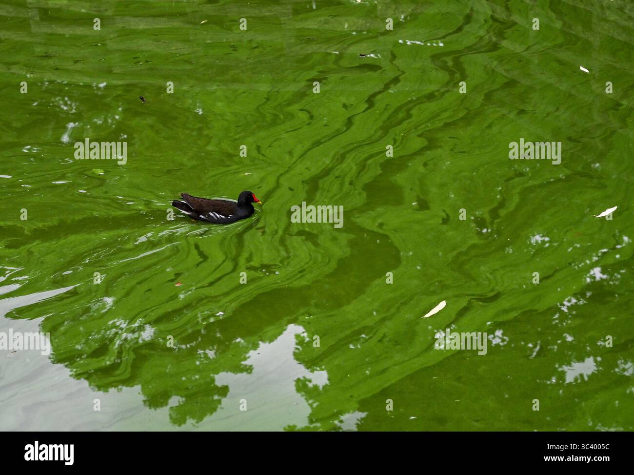 Berlino, Germania. 24 luglio 2025. Le alghe blu-verdi stanno attualmente trasformando lo stagno nel parco cittadino di Lichtenberg, dove un'anatra dello stagno sta nuotando. La fitta coperta di alghe d'anatra può impedire la penetrazione della luce solare, con effetti negativi su altre piante e creature acquatiche. Crediti: Jens Kalaene/dpa/Alamy Live News Foto Stock