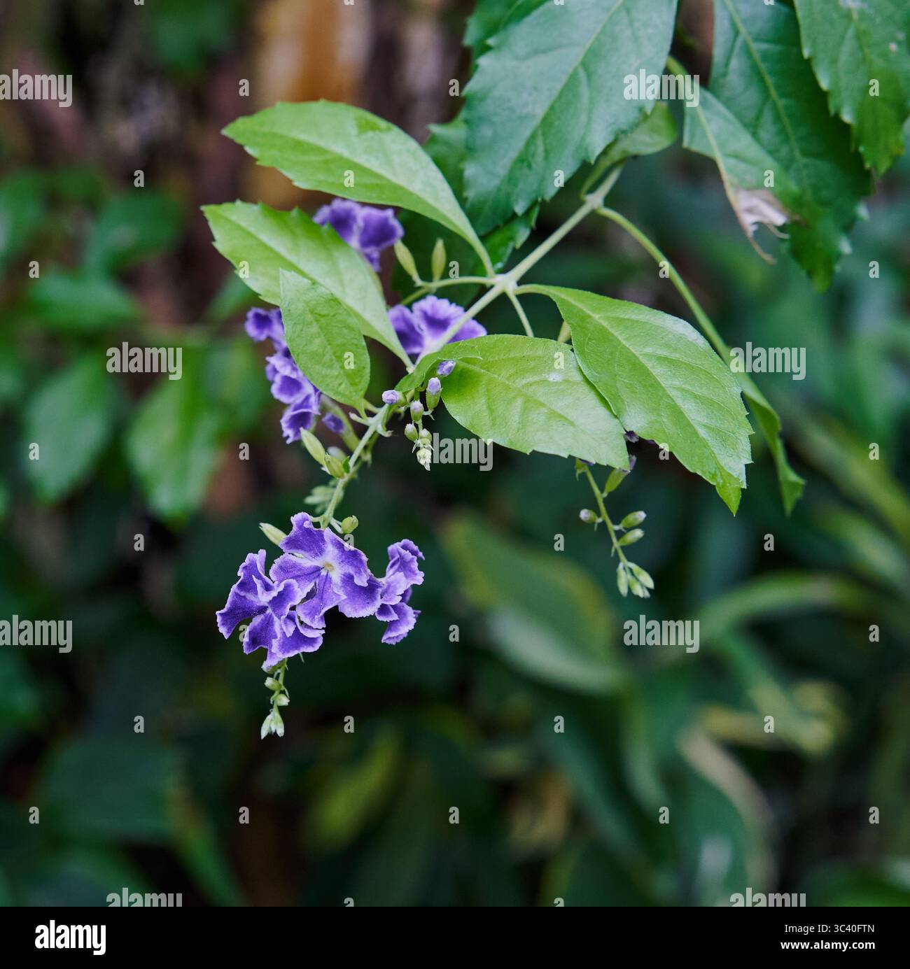 Golden Dewdrop (Duranta erecta) con piccoli fiori viola raggruppati e fogliame verde Foto Stock