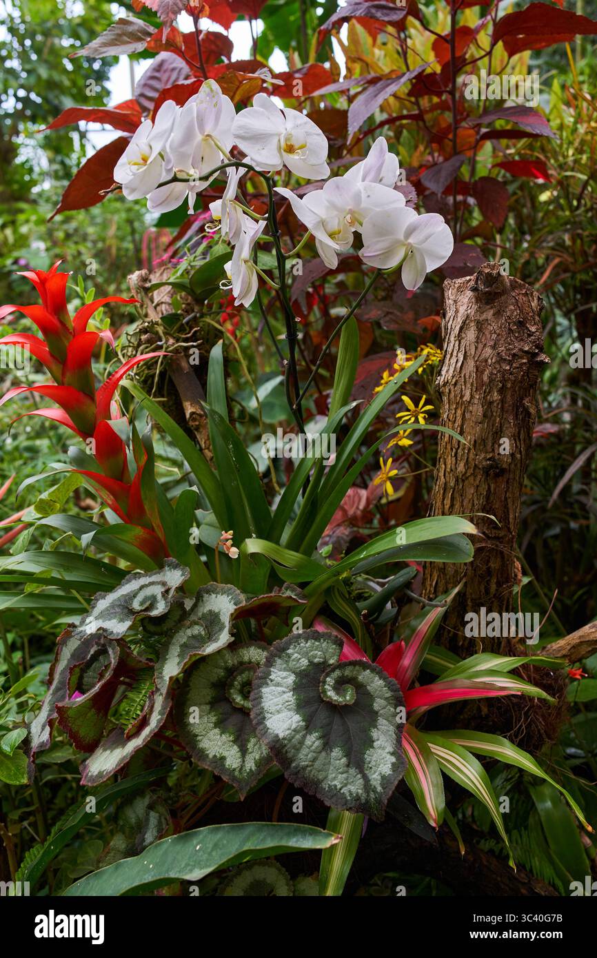 Giardino tropicale con orchidee di Phalaenopsis bianche in fiore, bromeliade rossa di Guzmania e Begonia rex con foglie a spirale Foto Stock