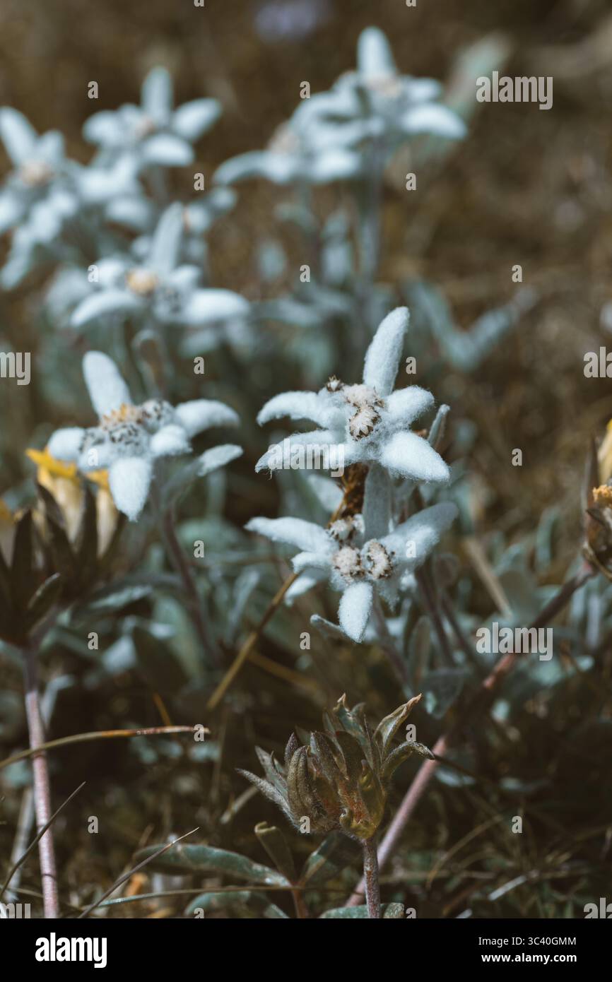 Vista dei delicati fiori di stella alpina fioriscono tra il terreno accidentato, i loro petali vellutati un netto contrasto con il fogliame spiovente, Ortisei, Trentino-alto Adige, Italia. Foto Stock