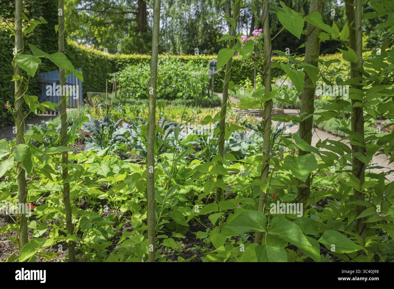 Giardino didattico del distretto, orto, Burgsteinfurt, Steinfurt, Muensterland, Renania settentrionale-Vestfalia, Germania Foto Stock