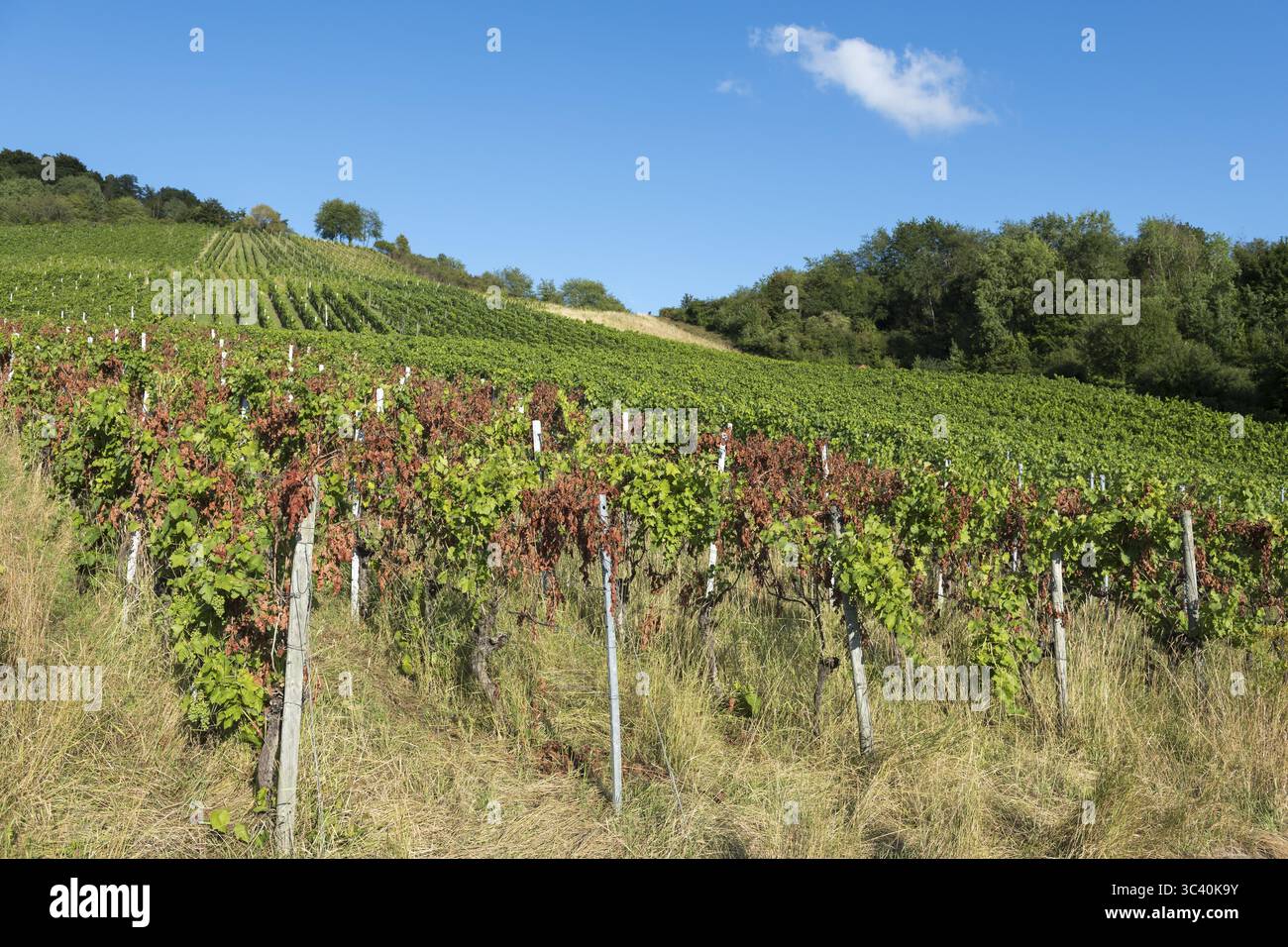 Le viti si estendono sulla collina, fiancheggiata da alberi, sotto un cielo limpido, infestata da malattie, vicino a Korb vicino a Stoccarda, Baden-Wuerttemberg, Germania Foto Stock