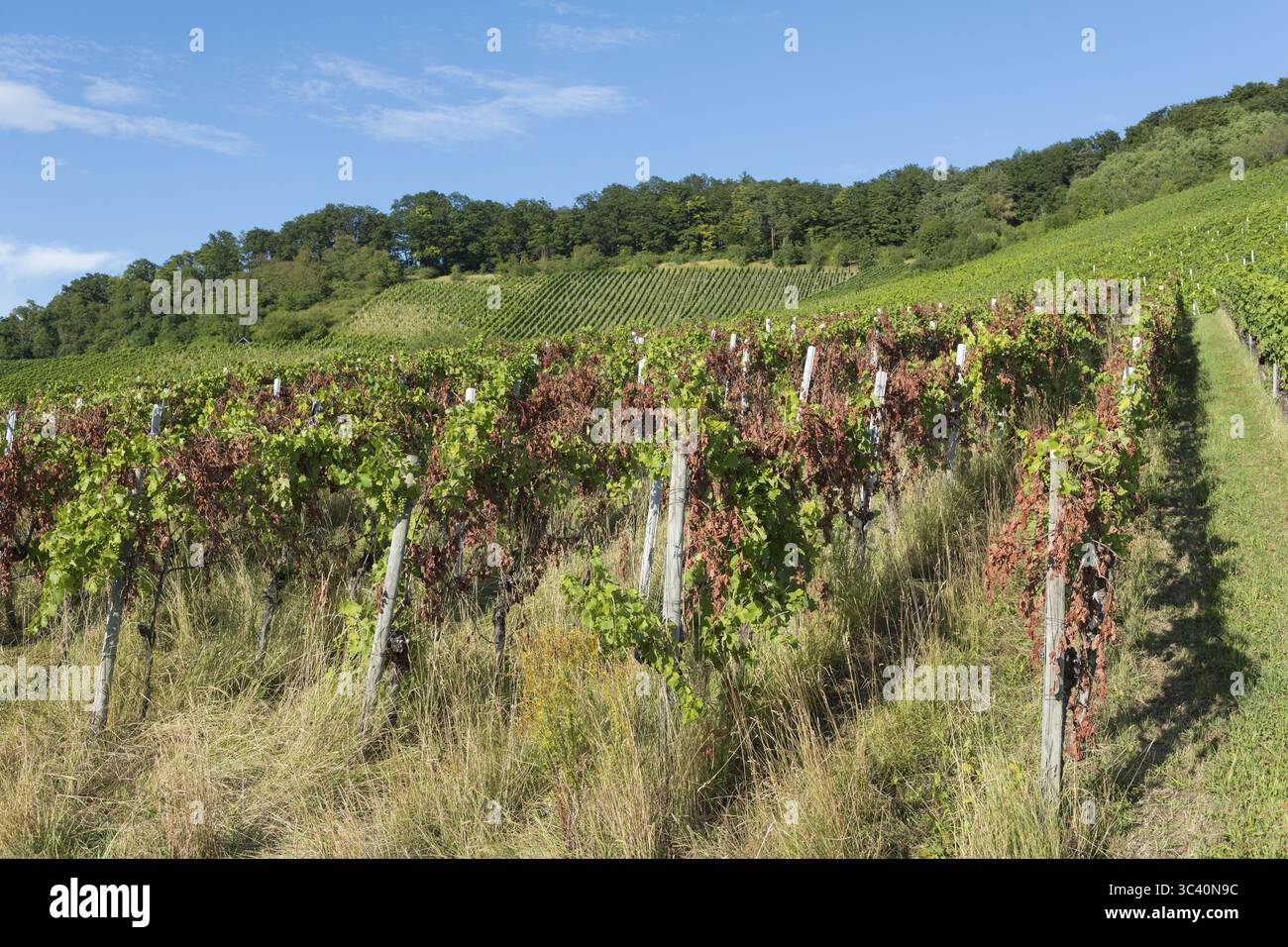 Un vigneto infestato da malattie si estende su colline con un cielo blu sullo sfondo, vicino a Korb vicino Stoccarda, Baden-Wuerttemberg, Germania Foto Stock