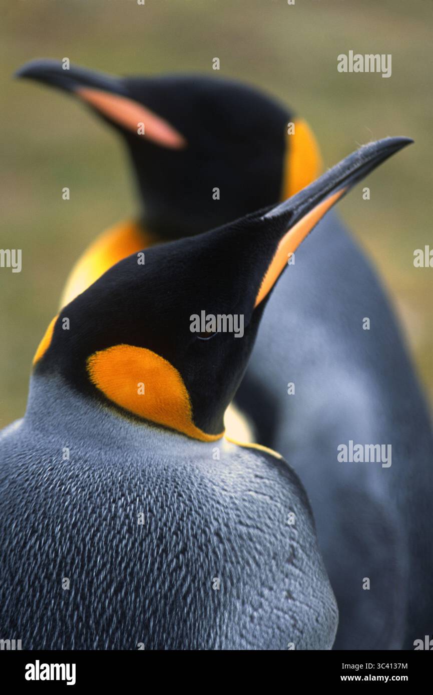 Pinguini reali in una colonia sulle isole Falkland. Foto Stock