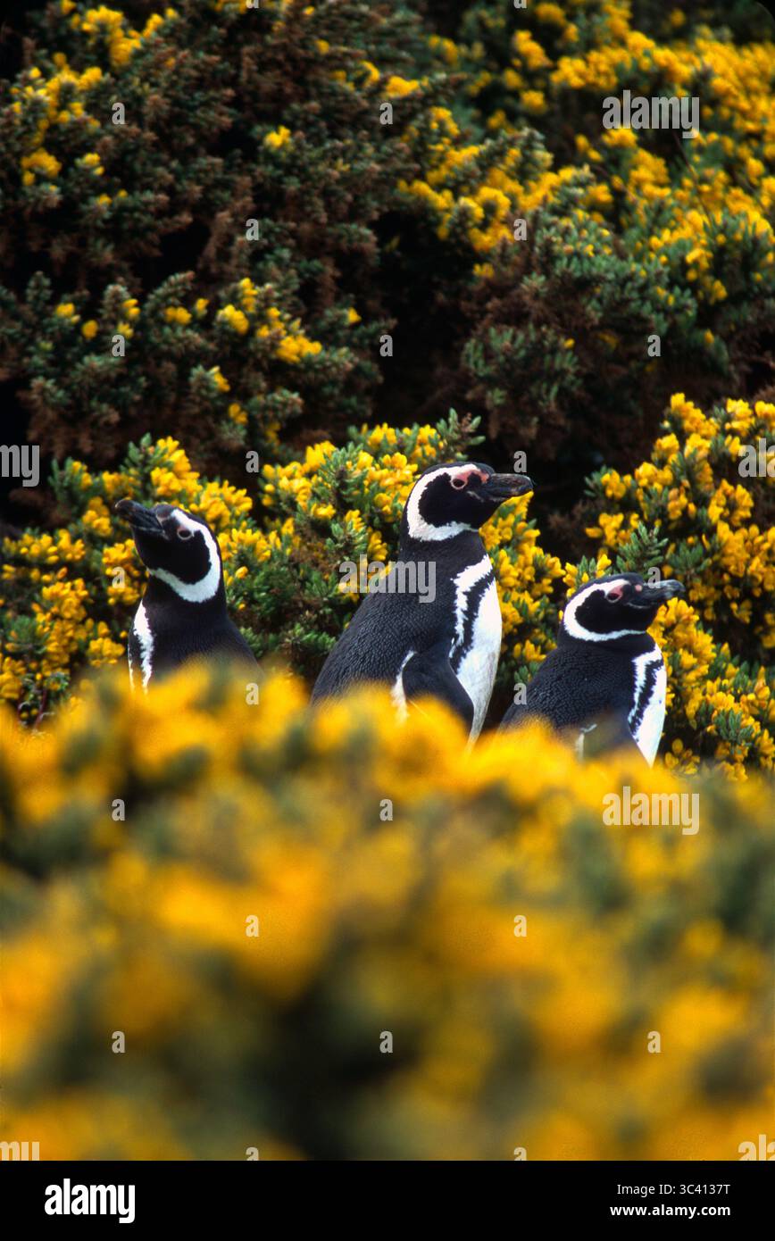 I pinguini di Magellano nidificano tra i cespugli di mirtilli in fiore sulle isole Falkland. Foto Stock