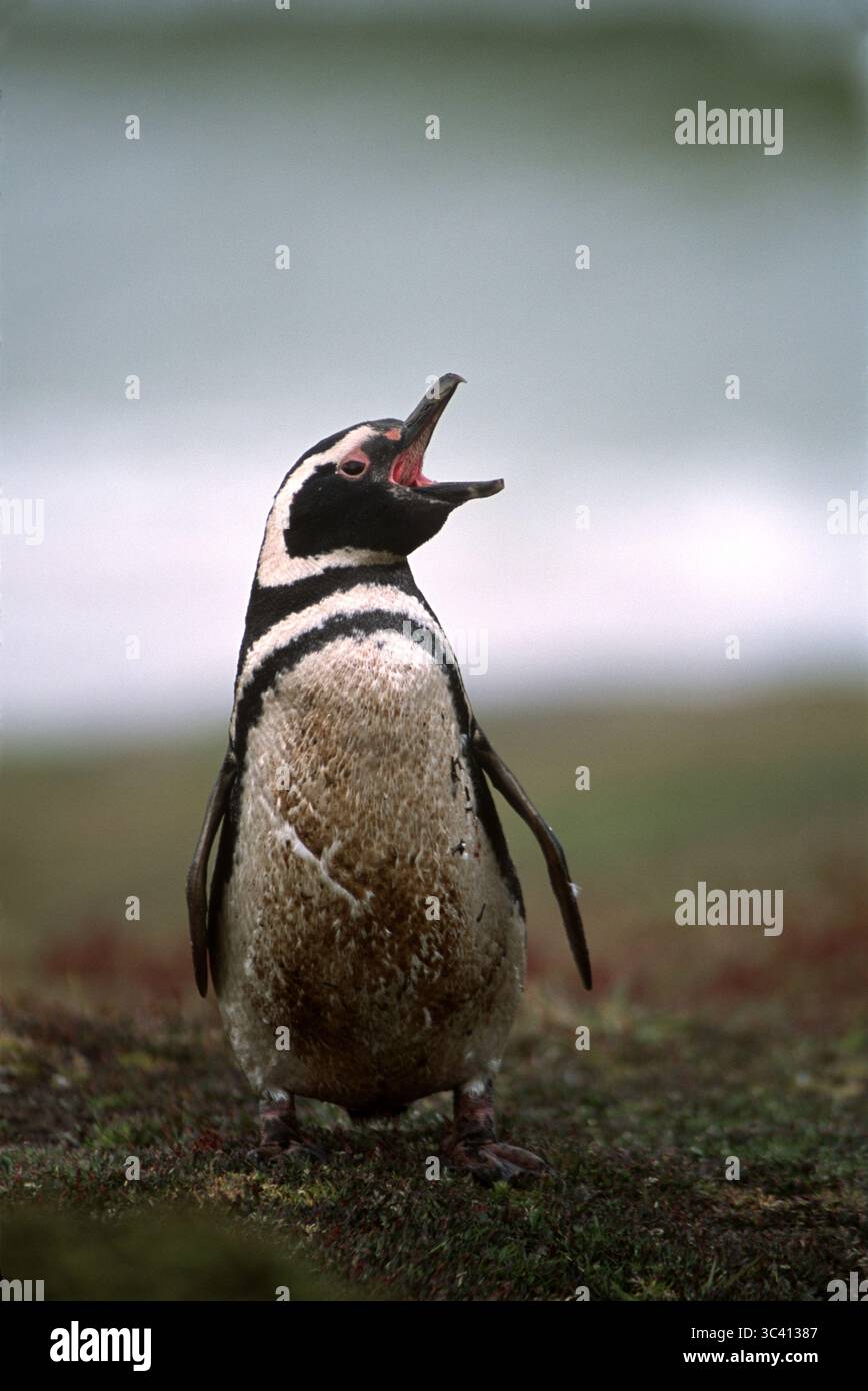 Un pinguino di magellano chiama dal litorale in una colonia sulle Isole Falkland. Foto Stock