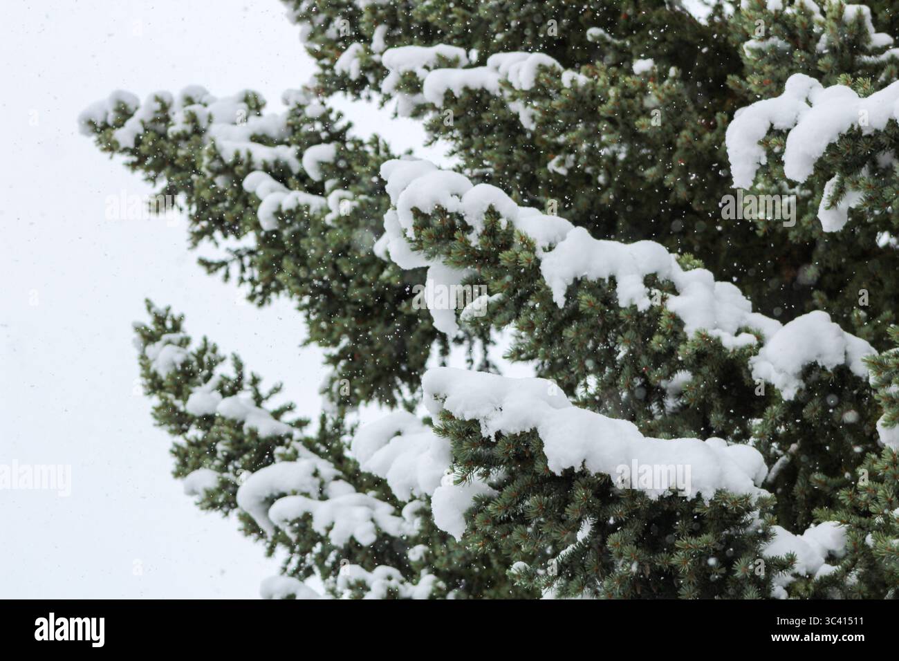 Rami di alberi sempreverdi ricoperti di neve bianca fresca che cade Foto Stock