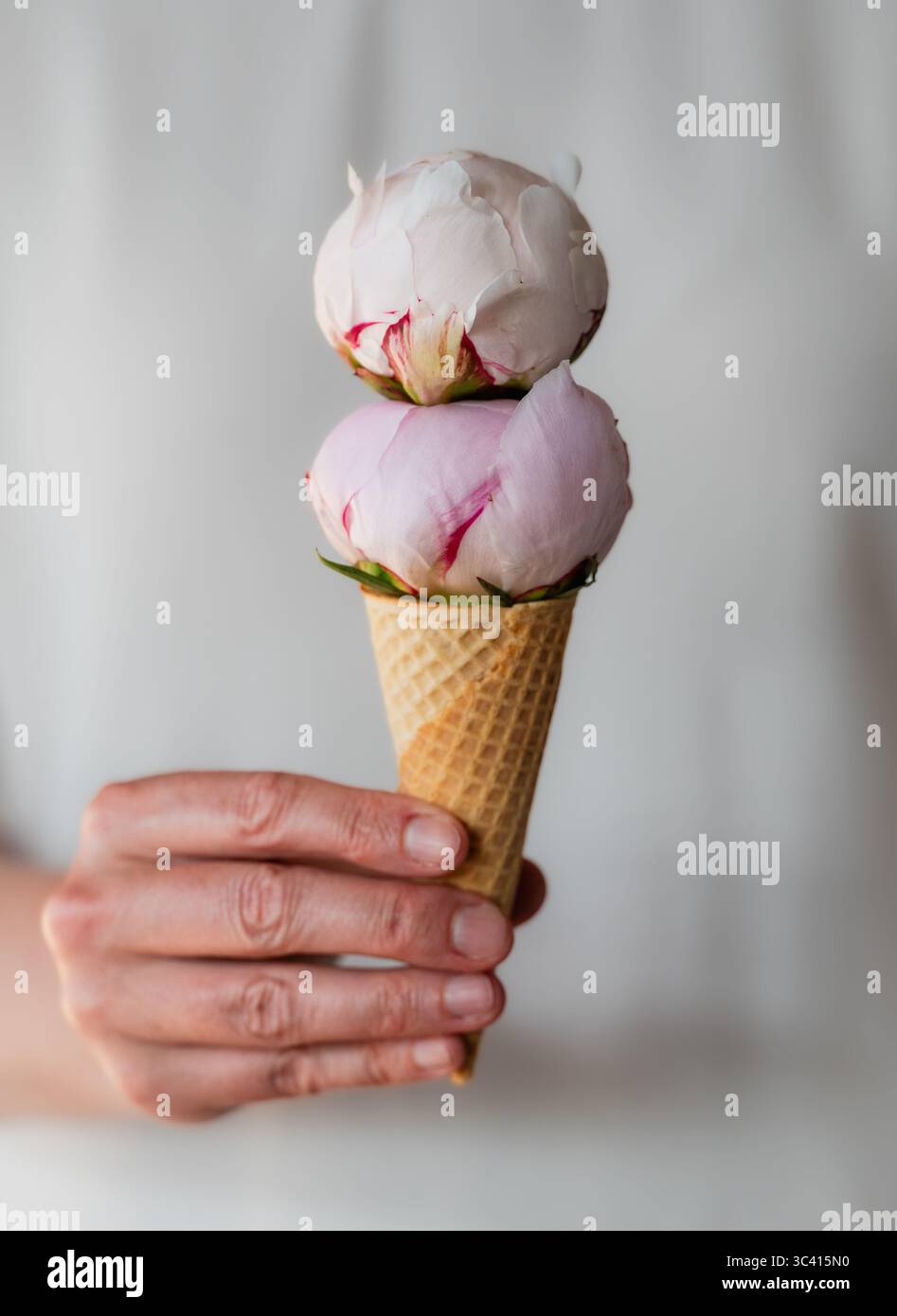 Mano che tiene il cono con fiori di peonia come palline di gelato. Foto Stock